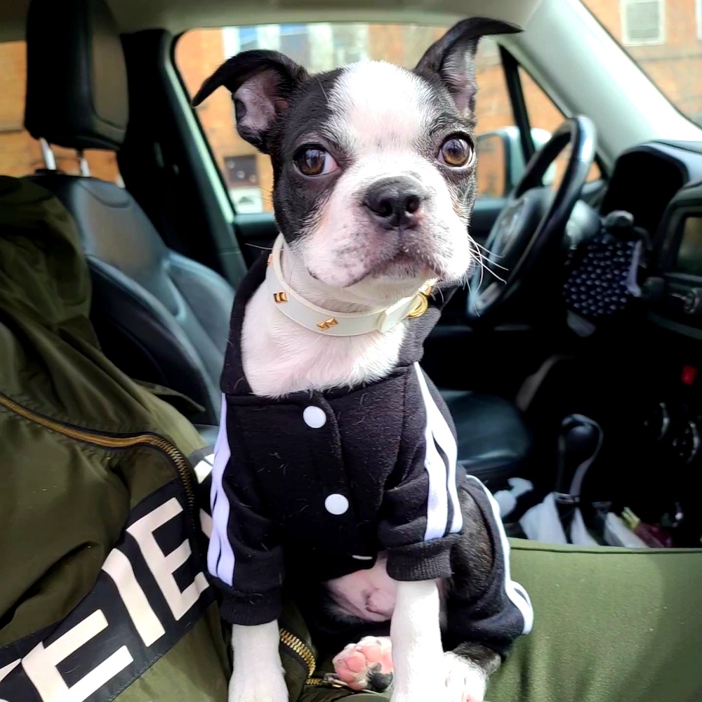 ADIDOG HOODIE 🖤🐾 - Picture 4 of 6